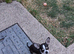 CHIHUAHUA 16 WEEKS BOY