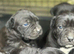 Cane Corso Guardian angels
