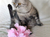 Scottish fold kittens