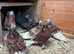 2 pairs of fancy frillback pigeons