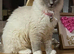Ragdoll female