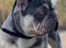 Lilac and tan French bulldog