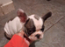 French bulldog 9 weeks old boy