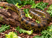 GREEN ANACONDAS
