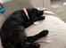 14week old Labrador puppy