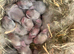 Wait List Open - Pure Bred French Lops