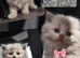 3  fluffy Scottish fold and straight females left