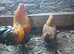 Pair of Partridge Wyandotte bantams