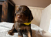 2 Beautiful cocker spaniel male puppy’s.