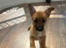 Short legged Jack Russel boy puppy