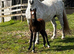 Welsh A Colt Foal Born March 2026