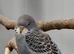 Beautiful baby blackface and blackface split budgies