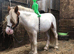 Mini cob colt