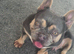 French Bulldog Female