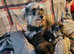 Schnoodles puppies