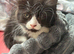 Ragdoll cross kitten