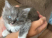 Ragdoll kittens born 10/07/26