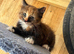 Tortoiseshell females looking for loving homes
