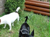 Jack Russel & Miniature Pinscher