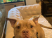 3 Year Old Male Pocket Bully