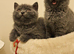 Beautiful British Shorthair Kittens &ndash; 3 Months Old