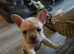 Proven kc registered French bulldog for stud