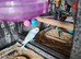 Beautiful baby budgies