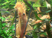 L144 Blue Eyed Golden Bristlenose Pleco adult 1male + 1 female. Fast delivery within mainland UK.