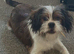 Shih Tzu cross