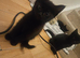 8 week old kittens