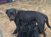 Beautiful Rottweiler cross German shepherd puppies