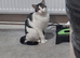 Female cat White and green 2 years