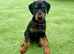 Female 10 weeks old pup