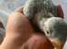 Selling baby handreared alexandrines