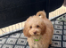 Beautiful male Cavapoo