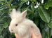 Last Lionhead Baby