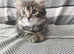 4 kittens - 9 weeks