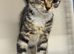 Kitten Female tabby