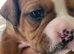 Old Tyme English bulldog cross boxer puppies