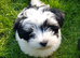 KC Reg Pedigree Lhasa Apso