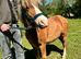 Handsome Young Pony/Gelding to Good Home