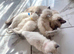 Ragdoll kittens