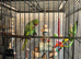 Semi tamed ringneck for sale