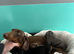 Dachshund puppies for sale