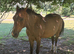 Quiet children&rsquo;s pony/ child&rsquo;s school mistress