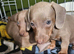 Mini dachshund for sale!