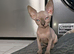 READY NOW, SPHYNX X RAGDOLL