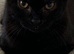 Beautiful kitten boy mix British short hair and black and white cat