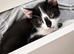 3 kittens