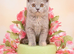 Stunning GCCF registered BRITISH SHORTHAIR